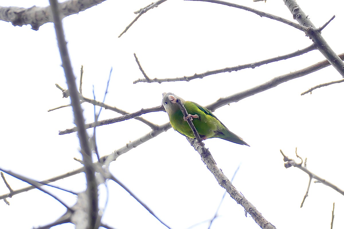 Gray-cheeked Parakeet - ML384036851