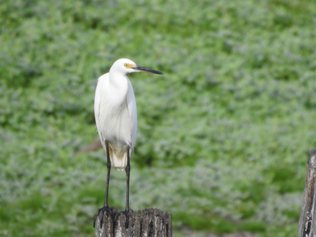 Little Egret - Scott Fox