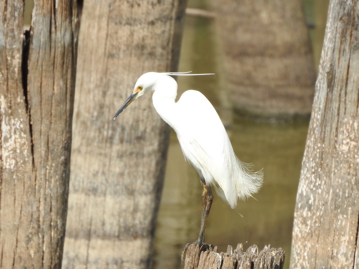 Little Egret - Scott Fox