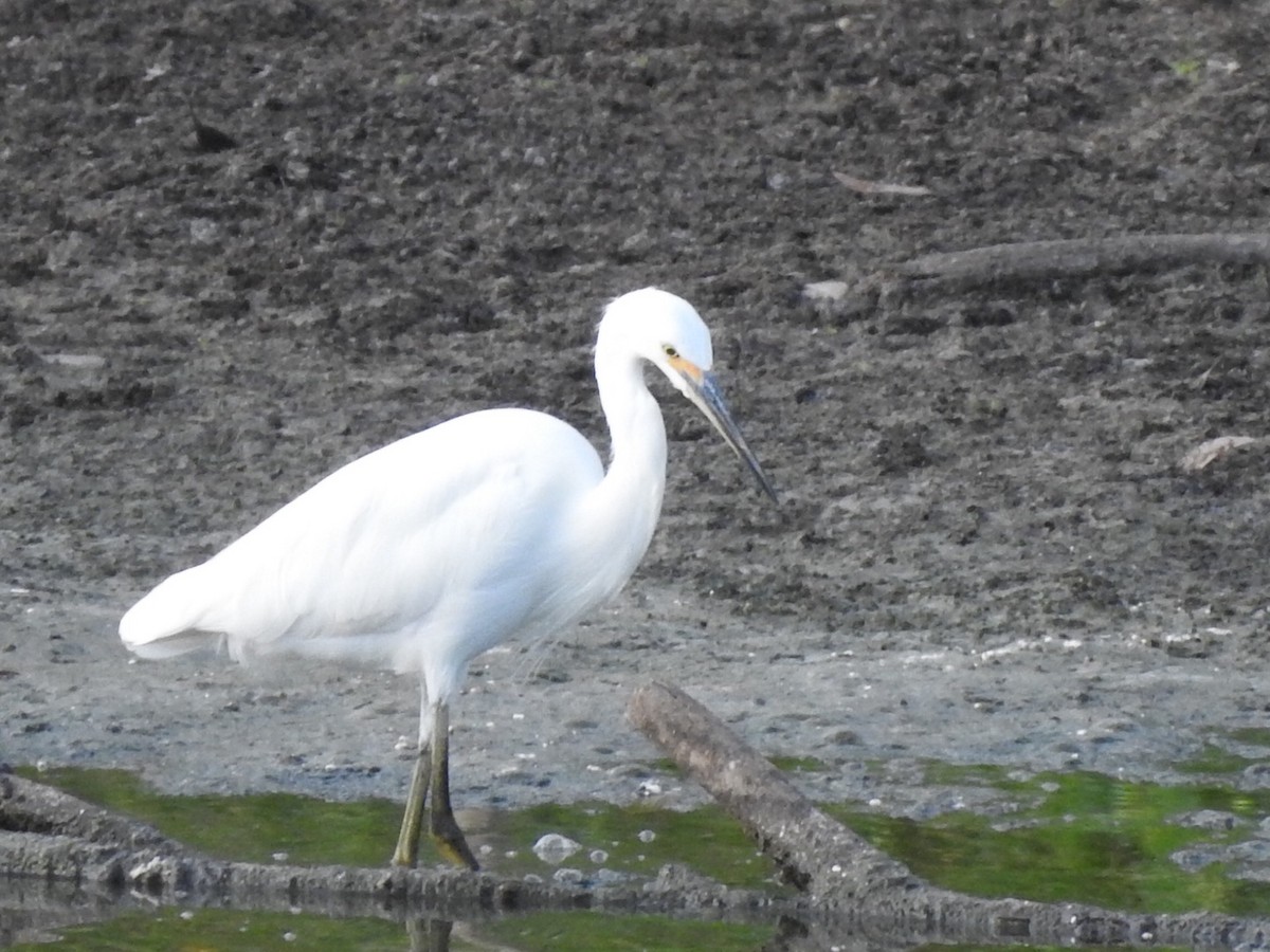 Little Egret - Scott Fox