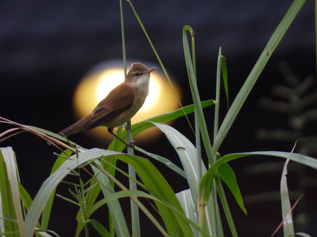 Дорнын охил бялзуухай - ML384040751