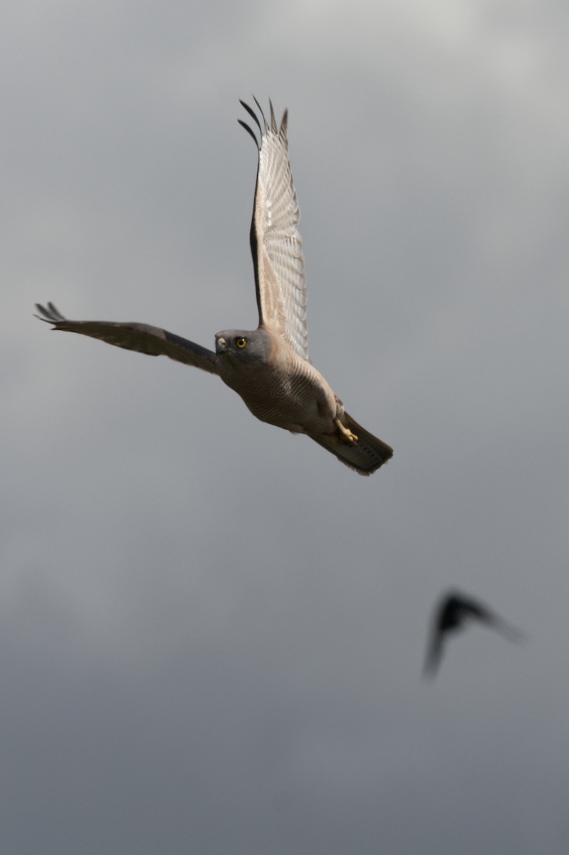 Brown Goshawk - ML384041271