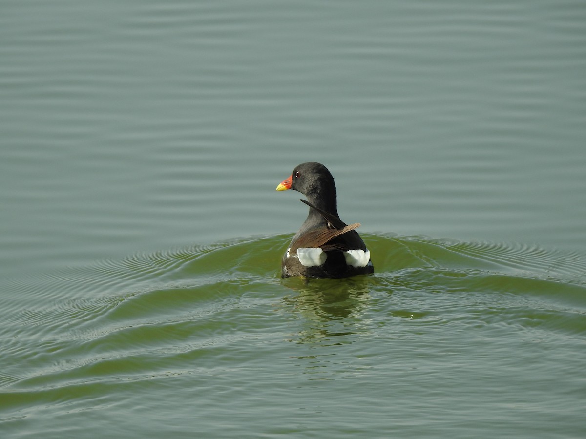 Eurasian Moorhen - ML384041431