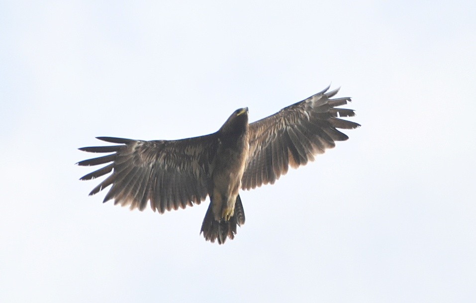 Greater Spotted Eagle - Aaditya Tili