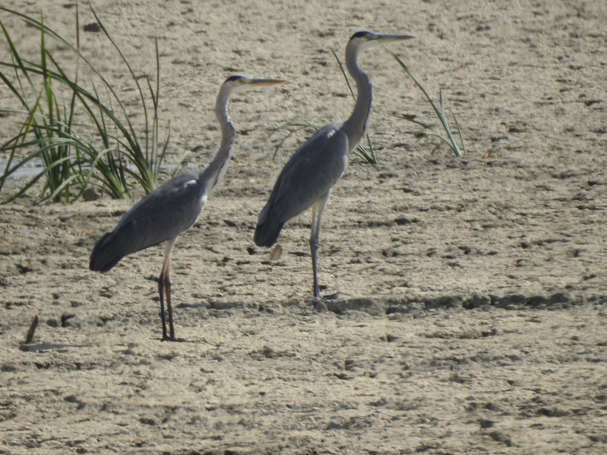 Gray Heron - ML384041771