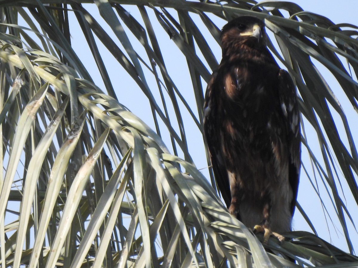 Greater Spotted Eagle - Mohammad Kheylapoor