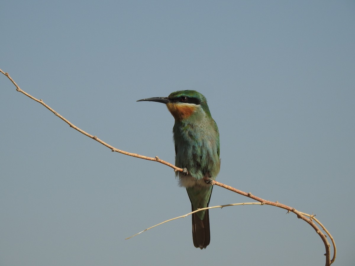 Blue-cheeked Bee-eater - ML384041961
