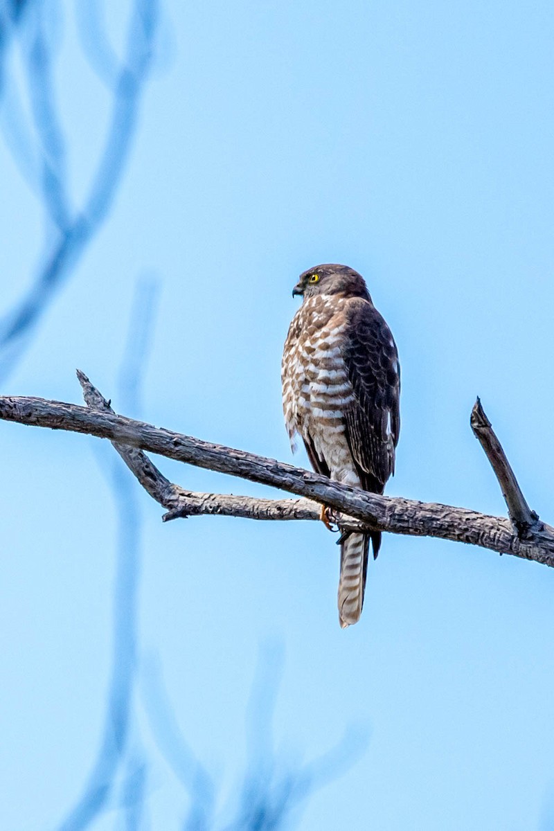 Collared Sparrowhawk - ML384042391