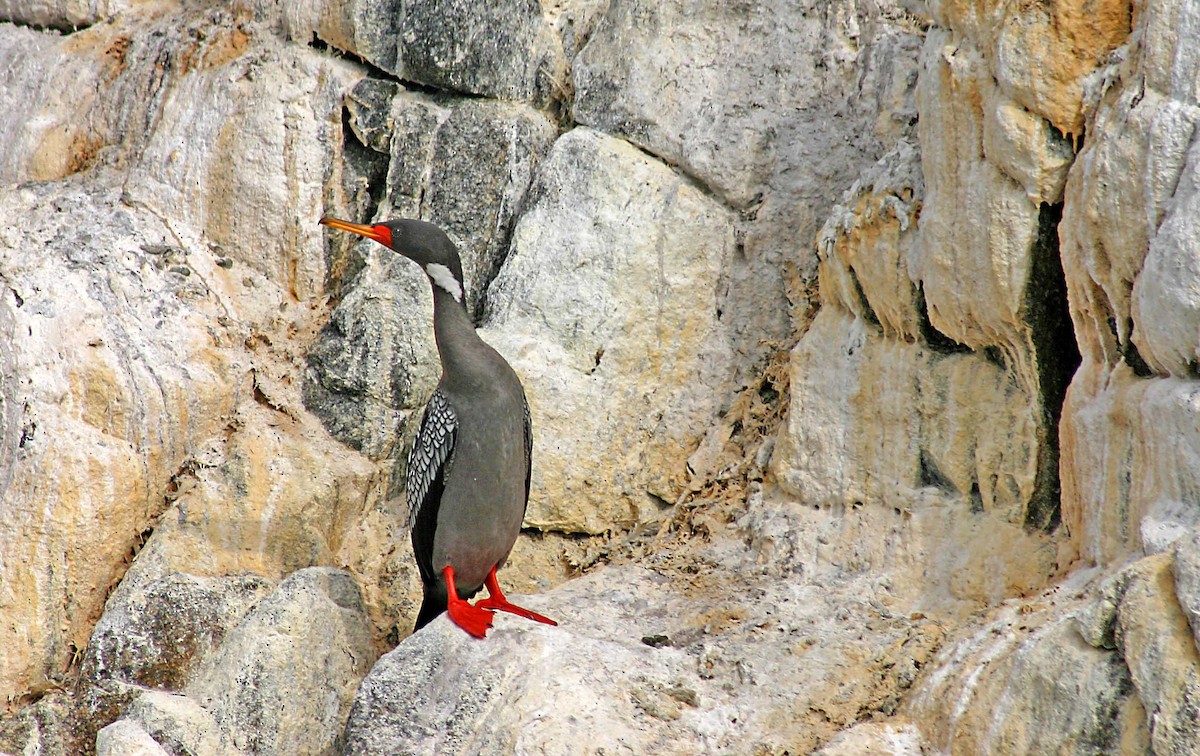 サカツラウ - ML384043191
