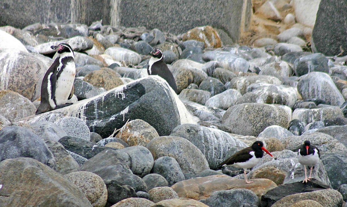 フンボルトペンギン - ML384043251