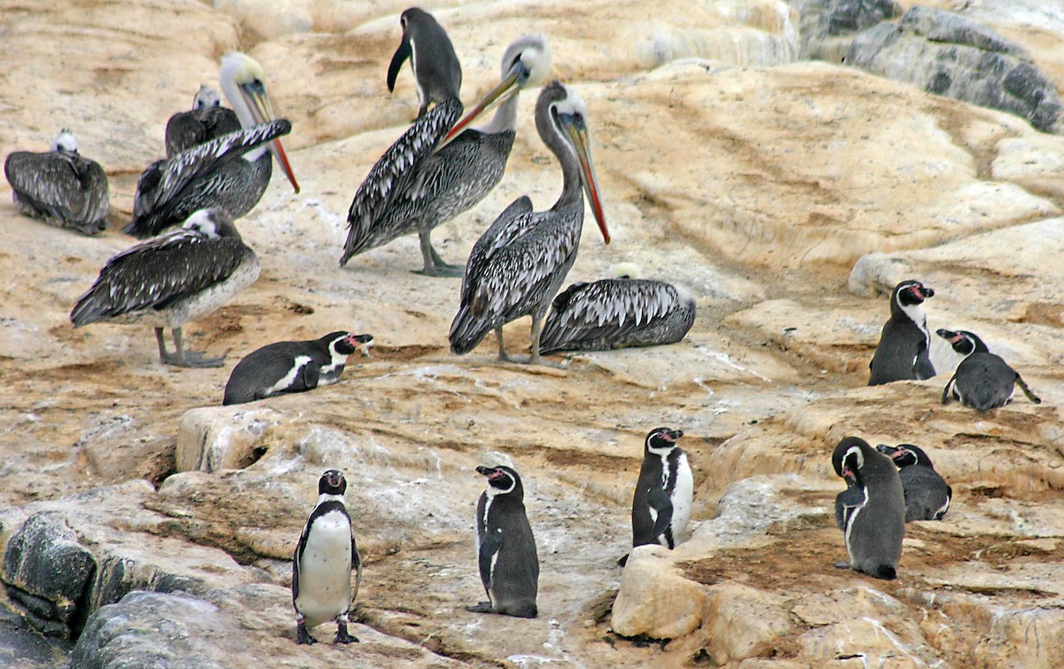フンボルトペンギン - ML384043261