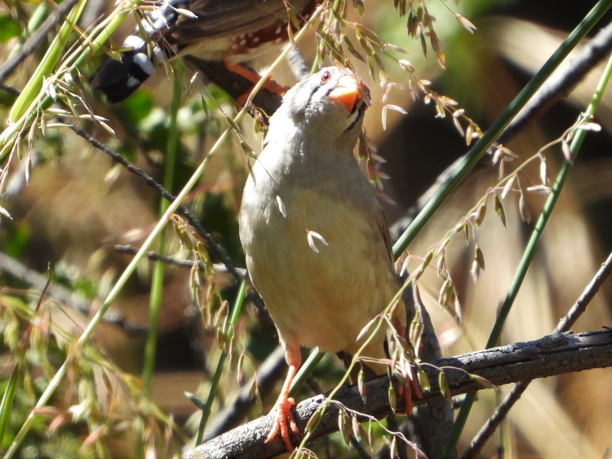 Zebra Finch - ML384045801