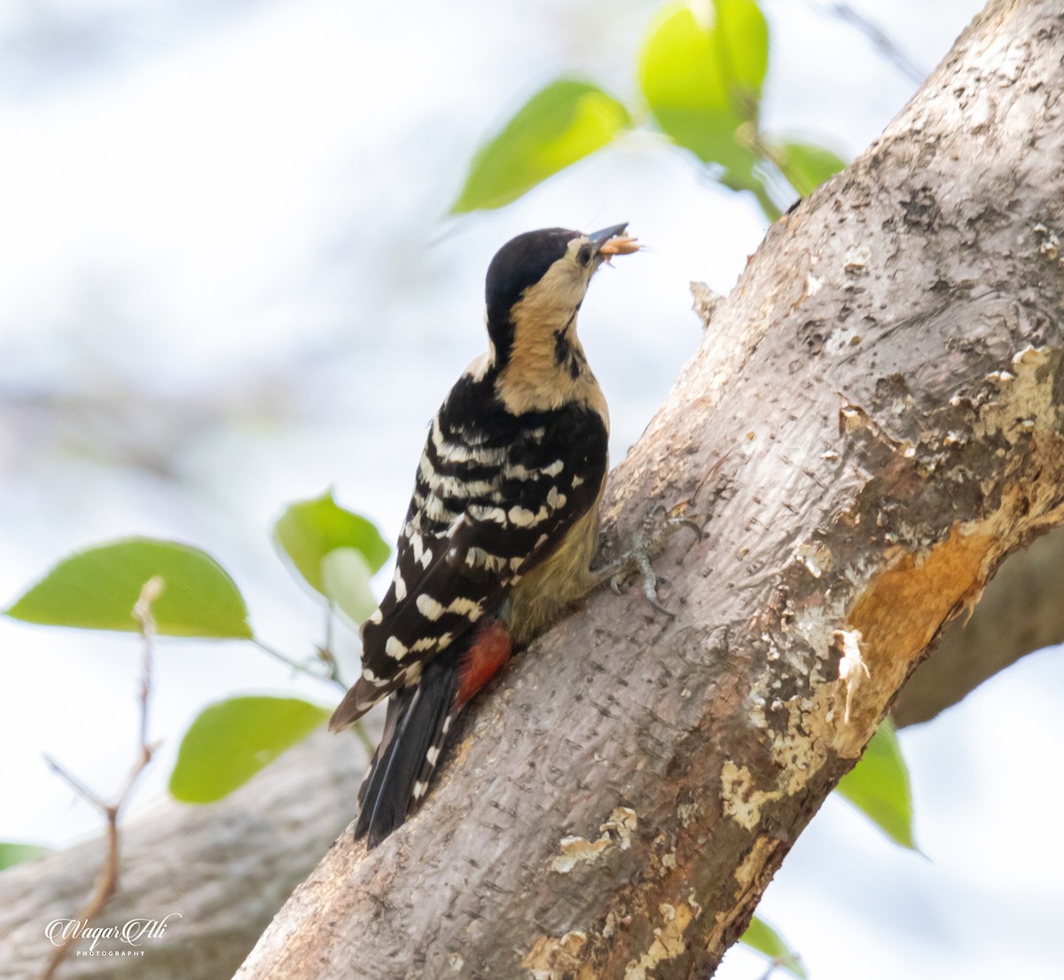 コモンアカゲラ - ML384046701