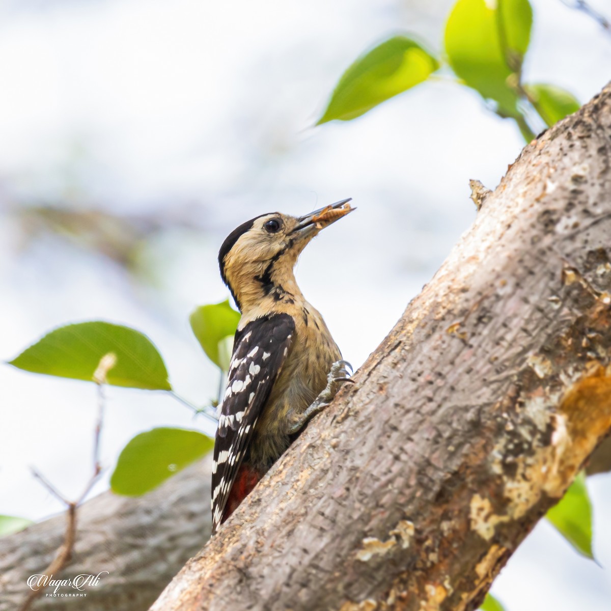 コモンアカゲラ - ML384046711
