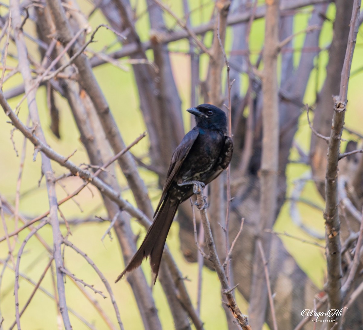 ハイイロオウチュウ - ML384046761