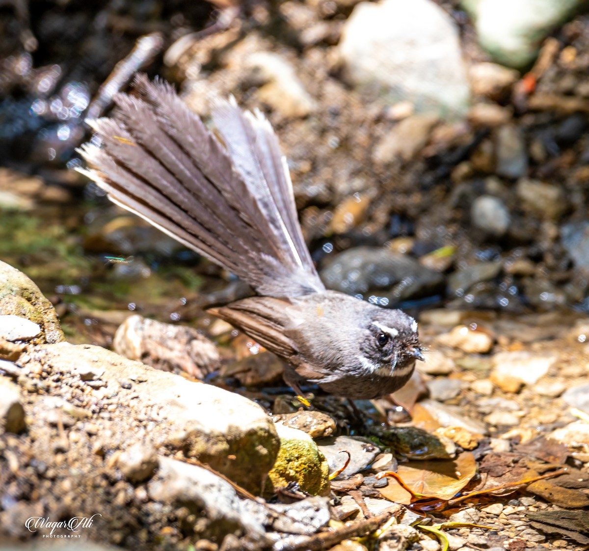 ノドジロオウギビタキ - ML384046771