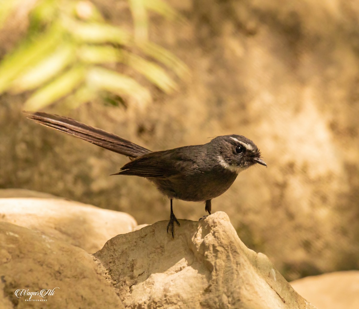 ノドジロオウギビタキ - ML384046781