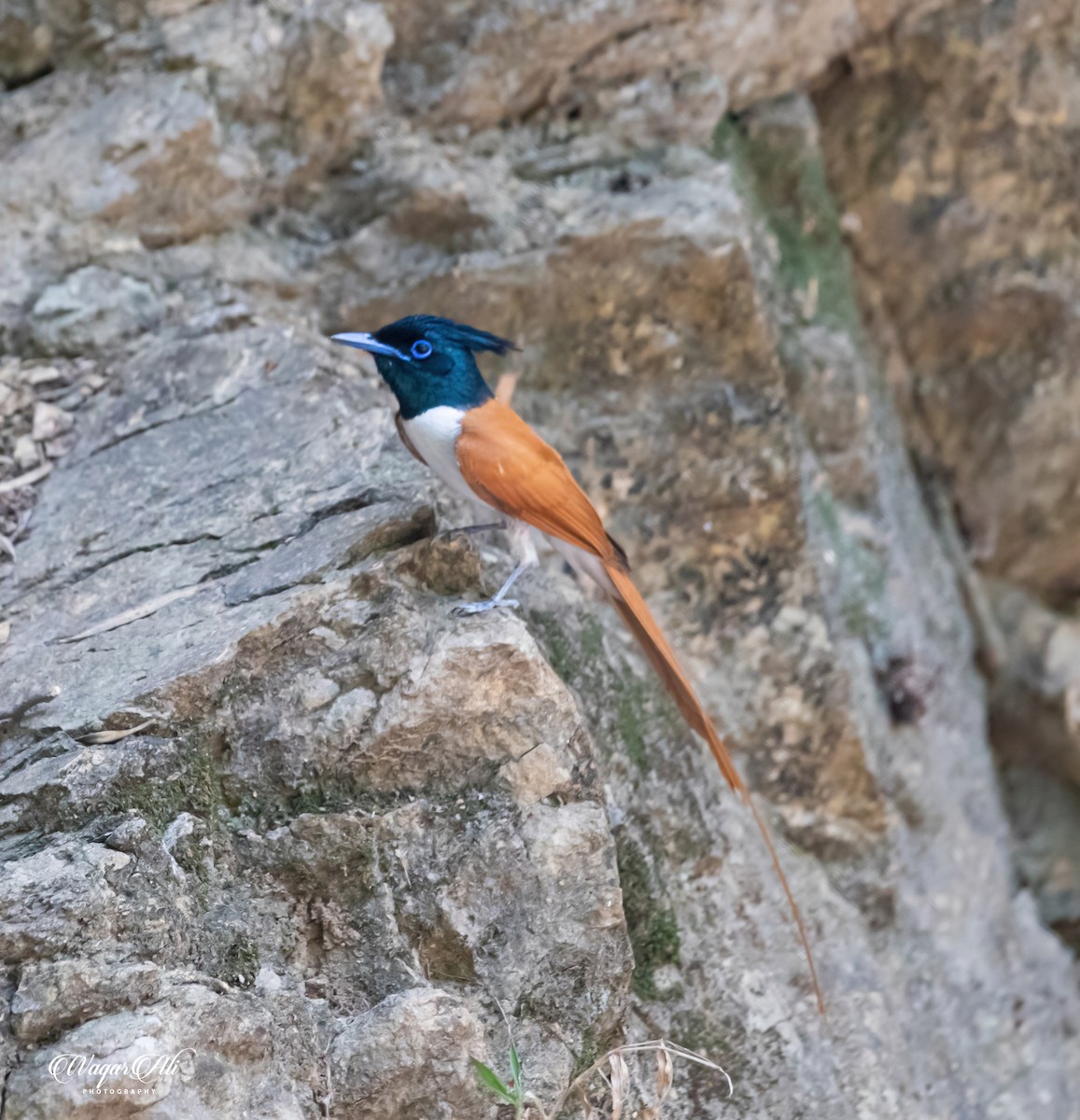カワリサンコウチョウ - ML384046841
