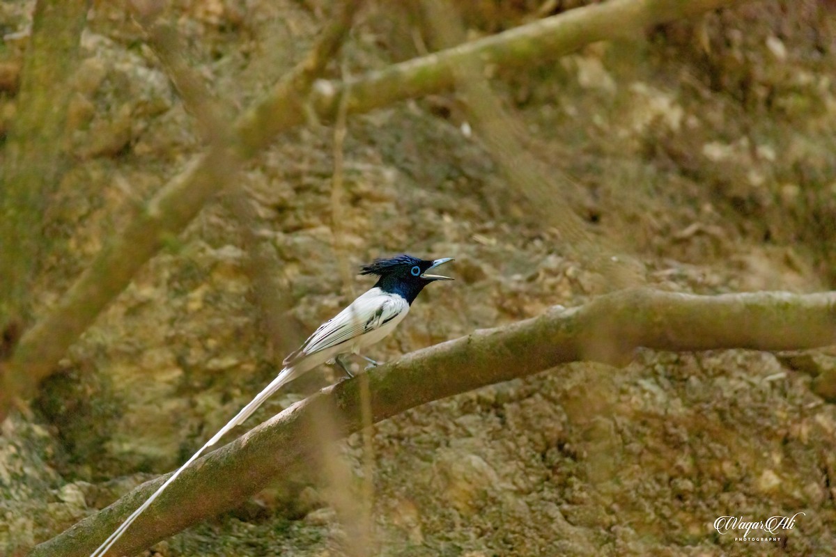 カワリサンコウチョウ - ML384046861