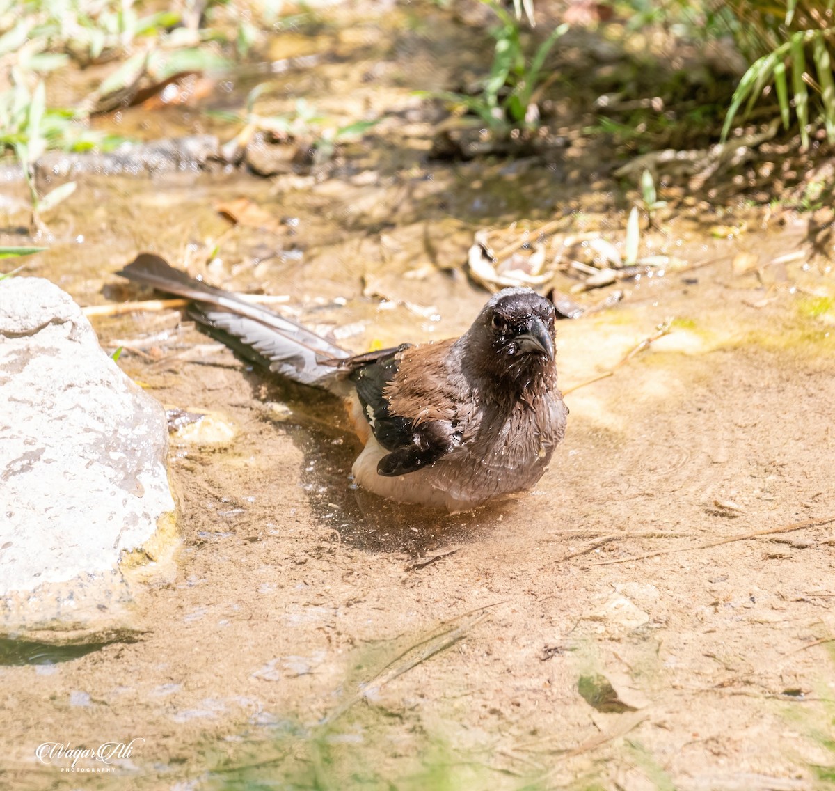 タイワンオナガ - ML384046871