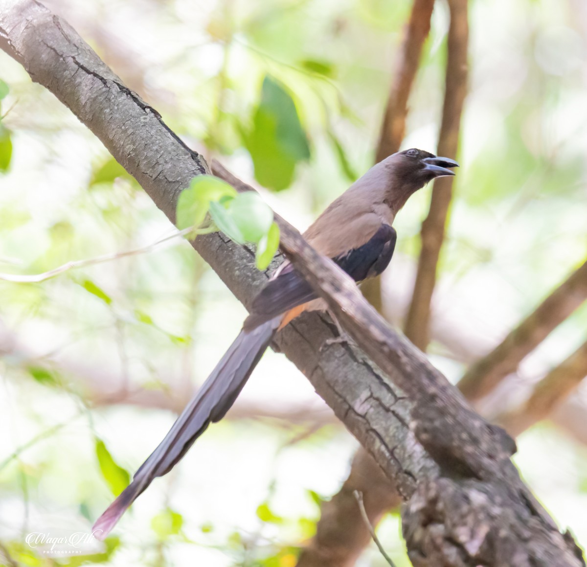 タイワンオナガ - ML384046881