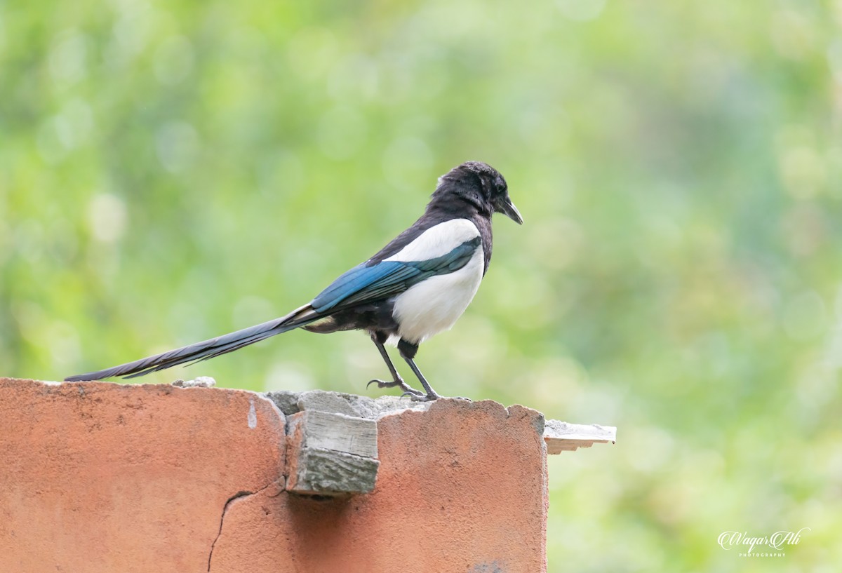 Eurasian Magpie - ML384047231