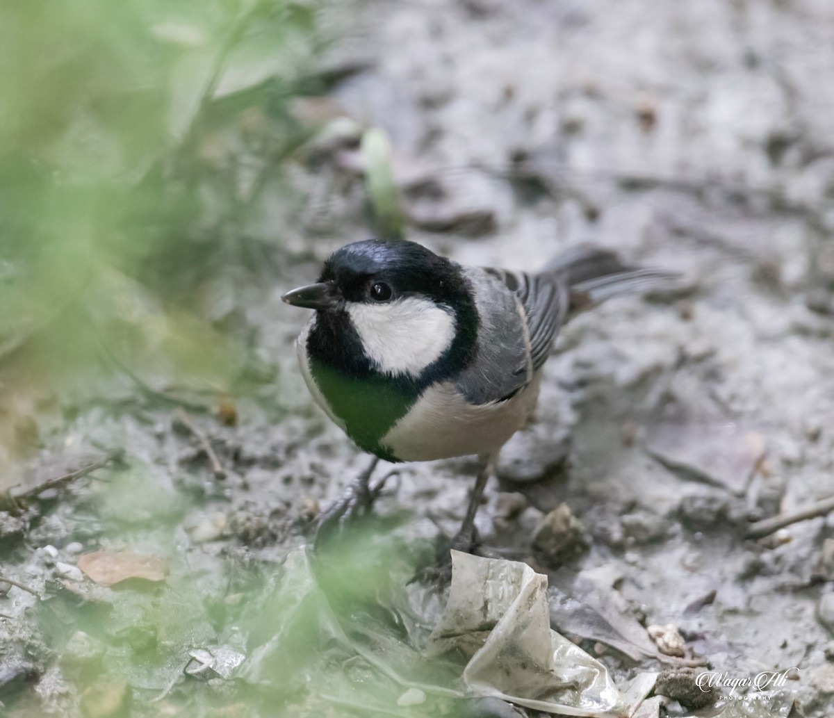 Asian Tit (Cinereous) - ML384047241