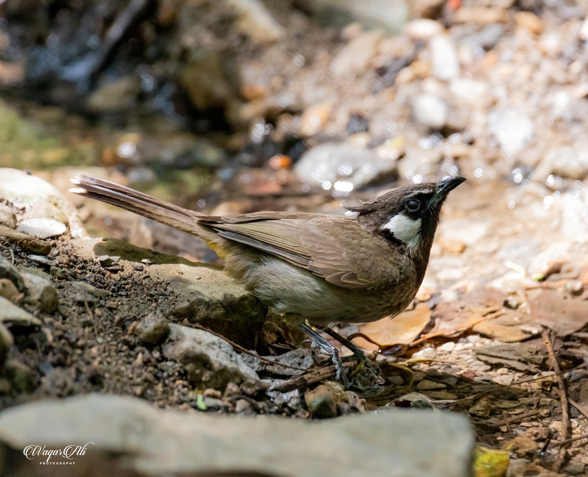 ホオジロヒヨドリ - ML384047271