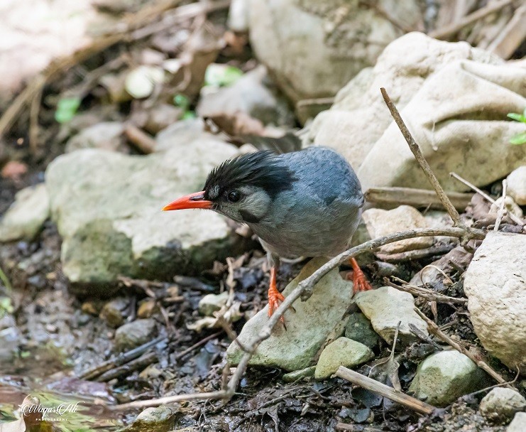 シロガシラクロヒヨドリ - ML384047311