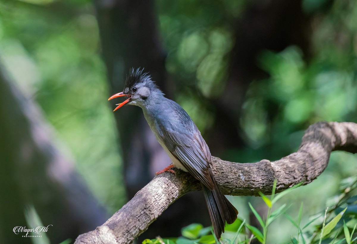 シロガシラクロヒヨドリ - ML384047321