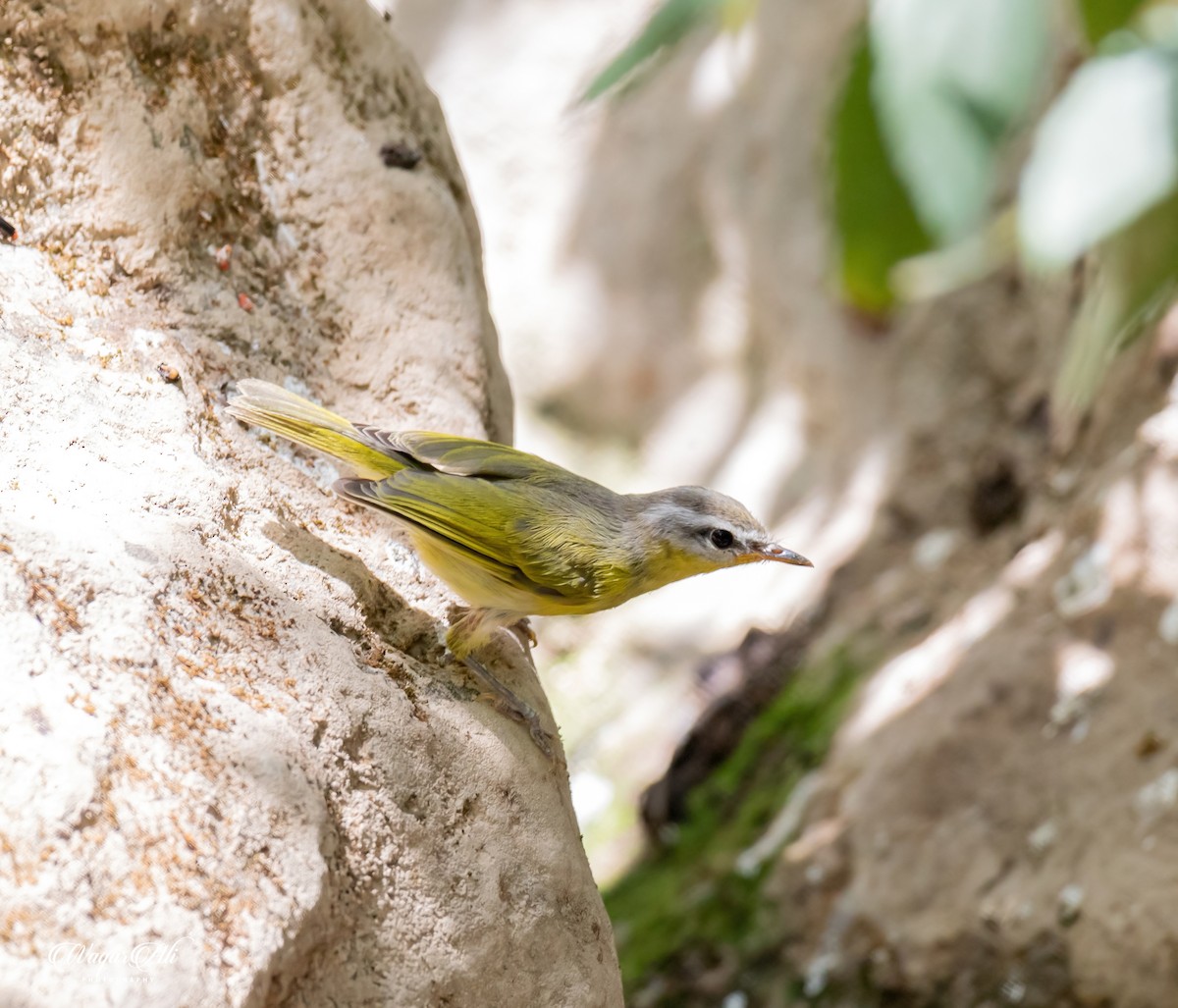 ハイガシラモリムシクイ - ML384047351