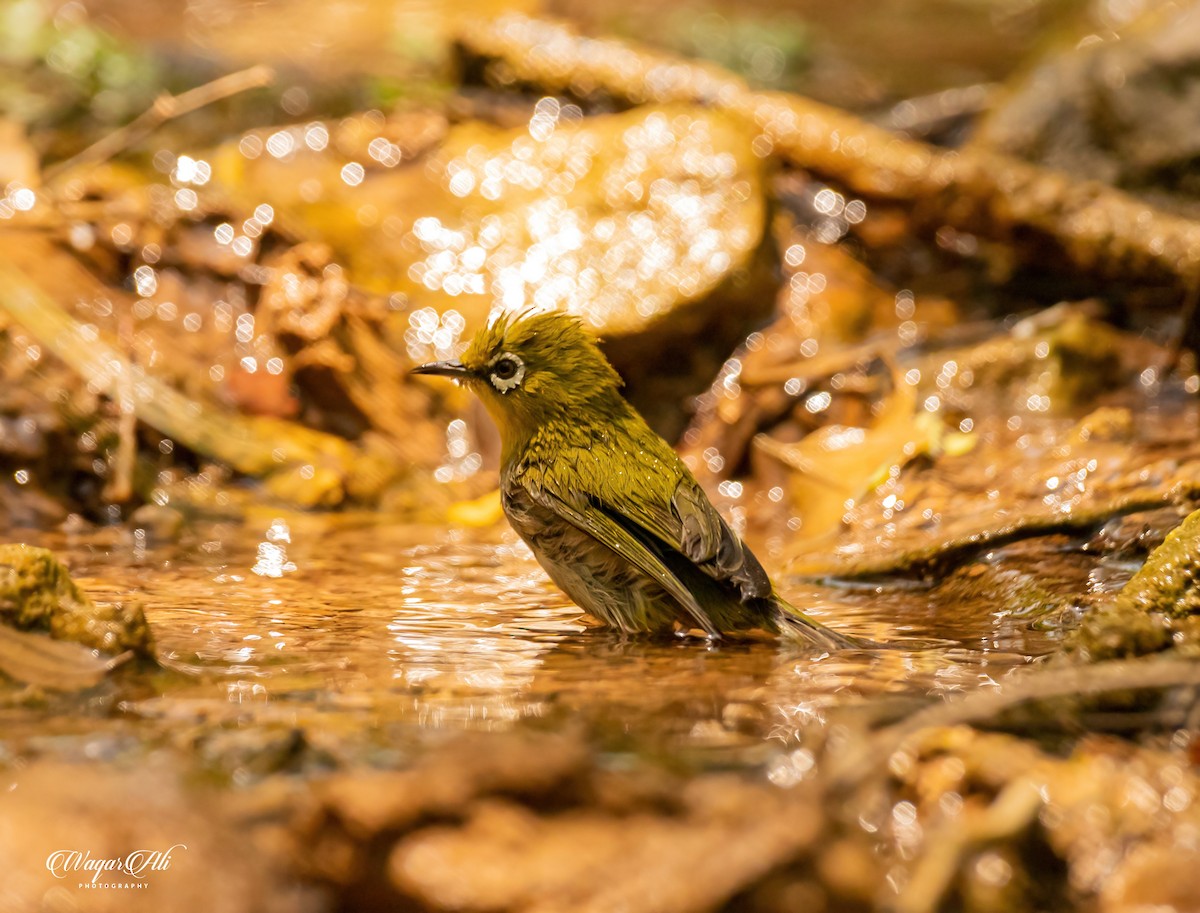 インドメジロ - ML384047371