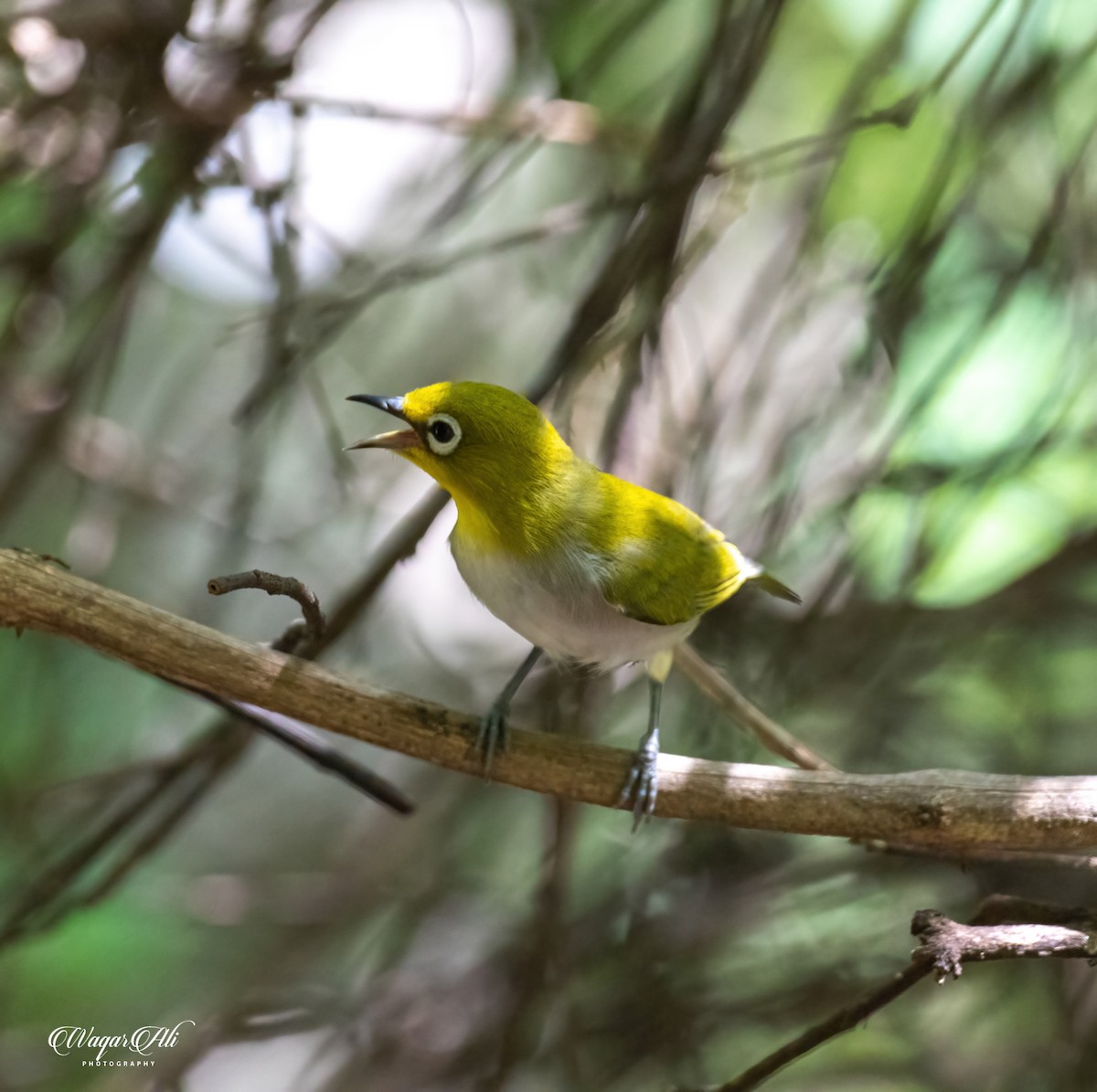 インドメジロ - ML384047381