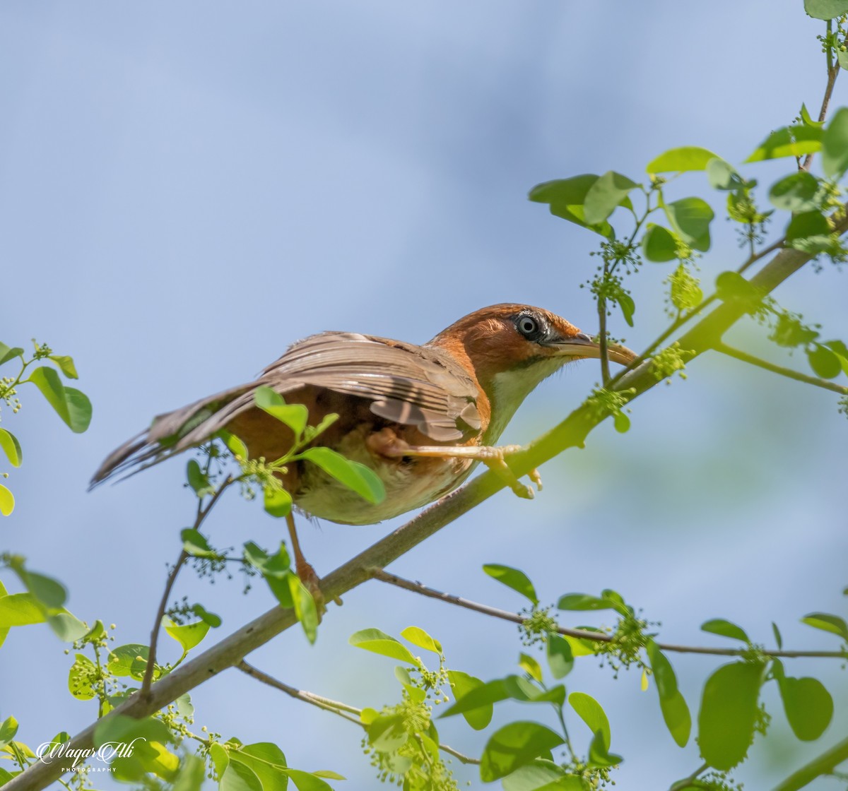 ホオアカマルハシ - ML384047391