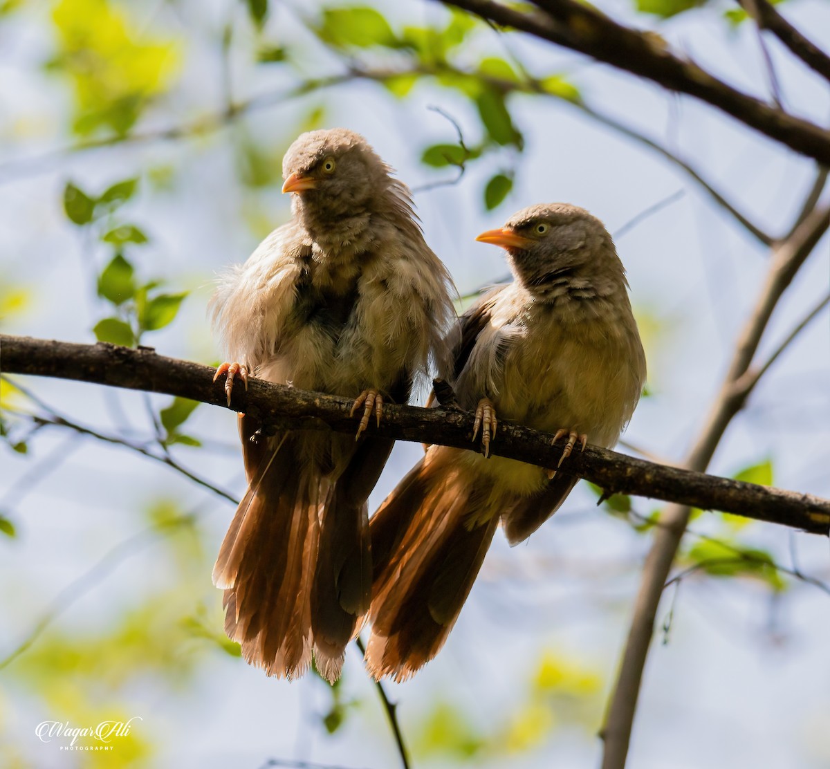 ツチイロヤブチメドリ - ML384047441