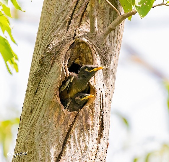 インドハッカ - ML384047451