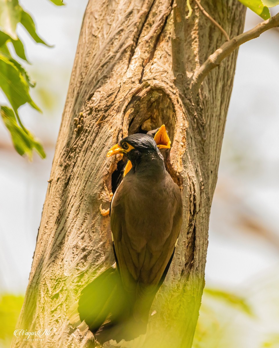 インドハッカ - ML384047461