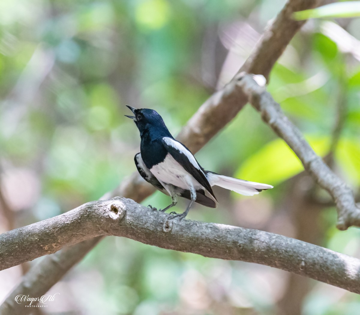 シキチョウ - ML384047731