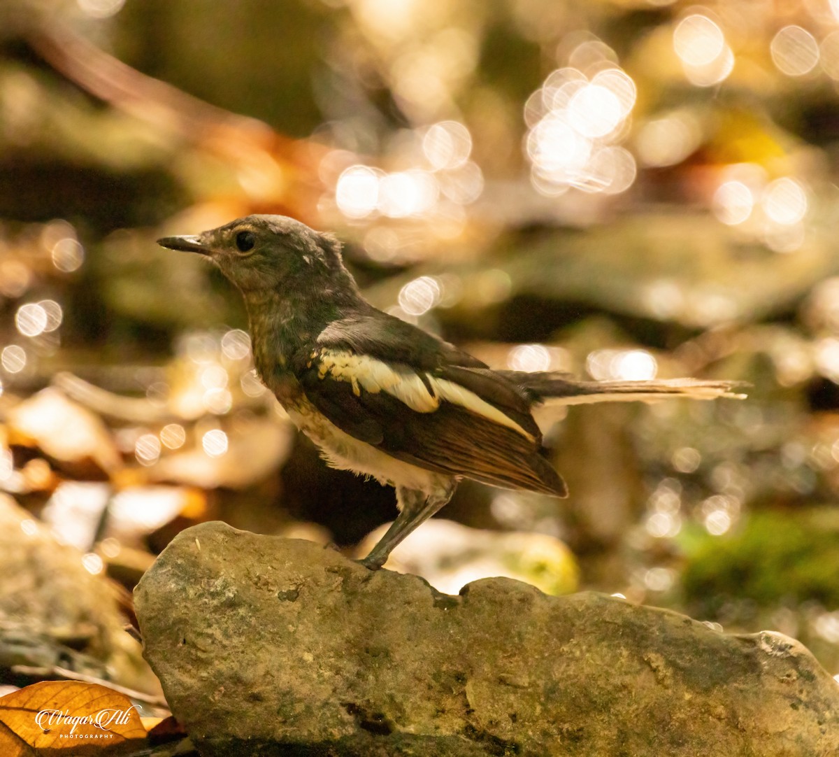 シキチョウ - ML384047751