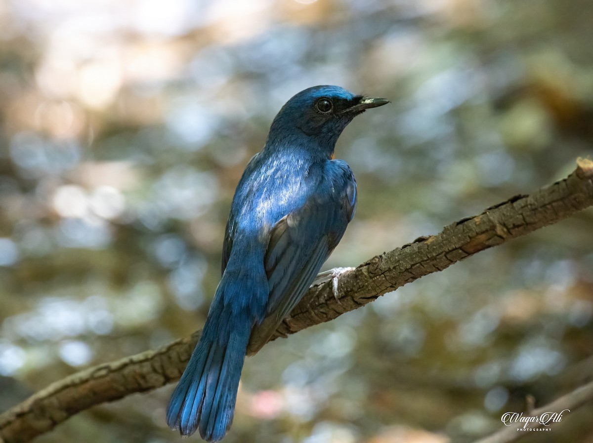 ムネアカヒメアオヒタキ - ML384047791