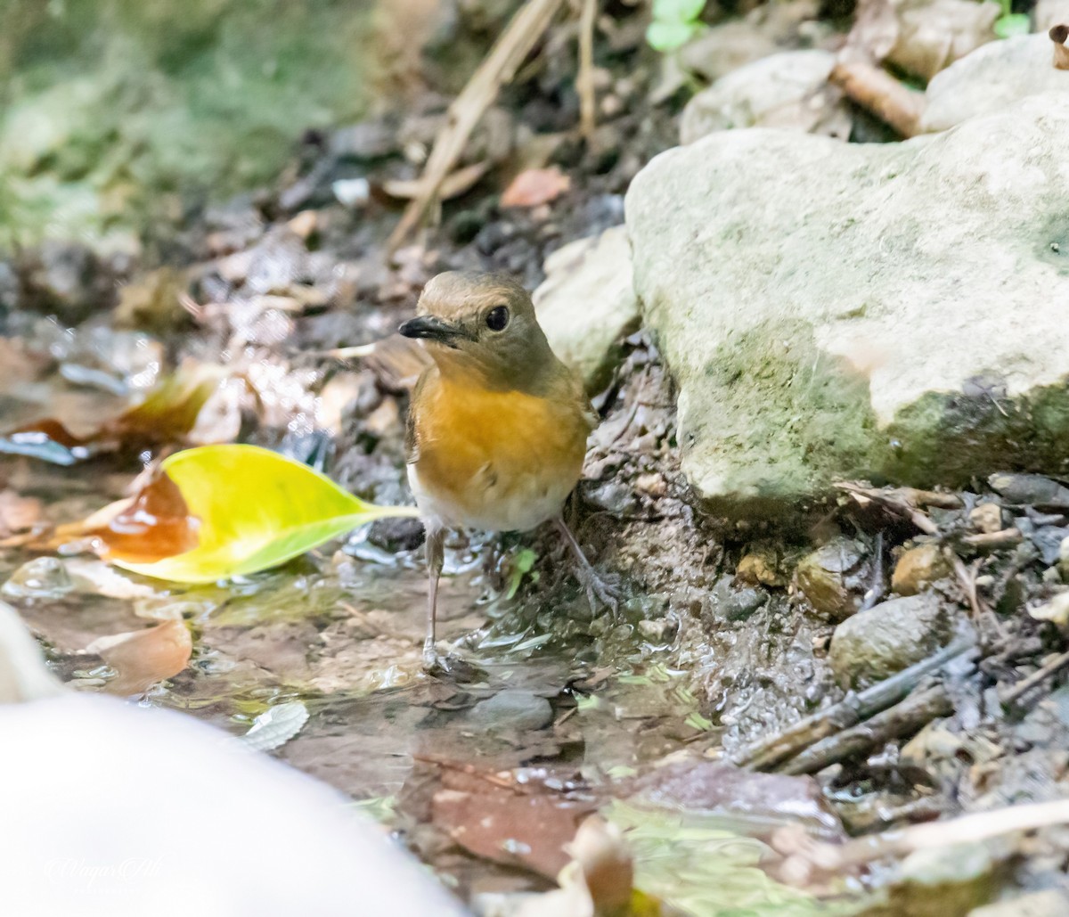 ムネアカヒメアオヒタキ - ML384047811