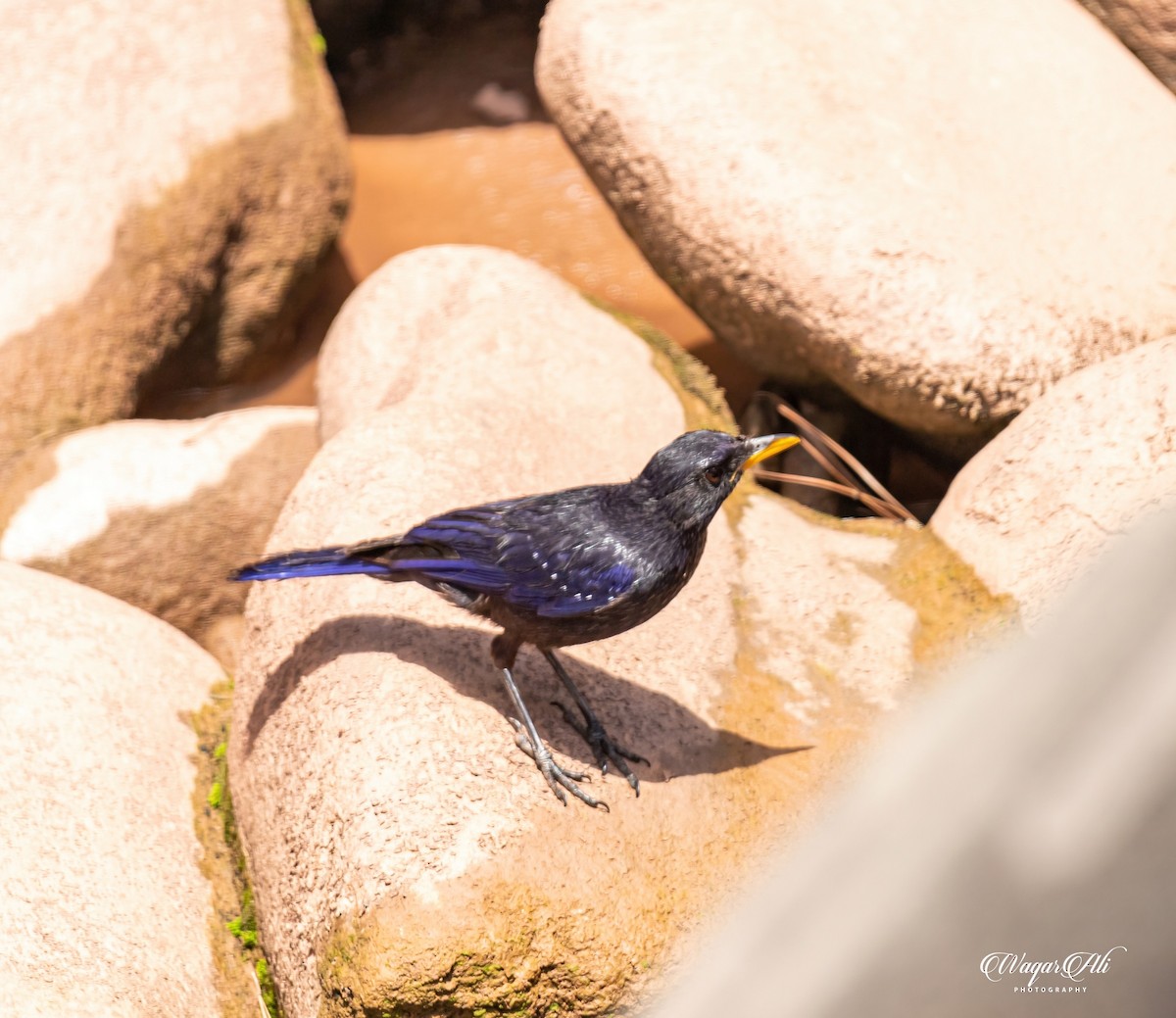 オオルリチョウ - ML384048001