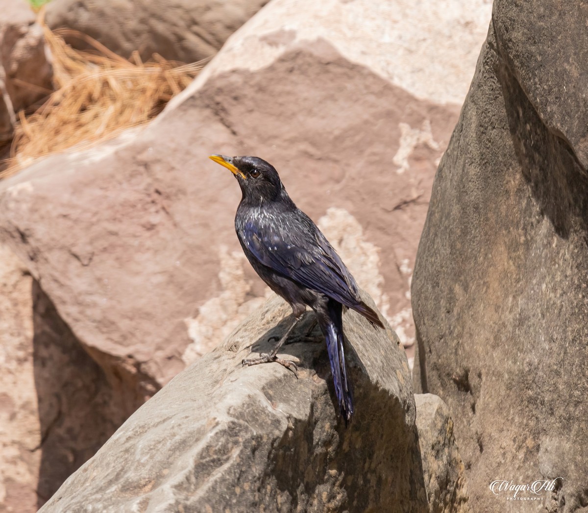 オオルリチョウ - ML384048011