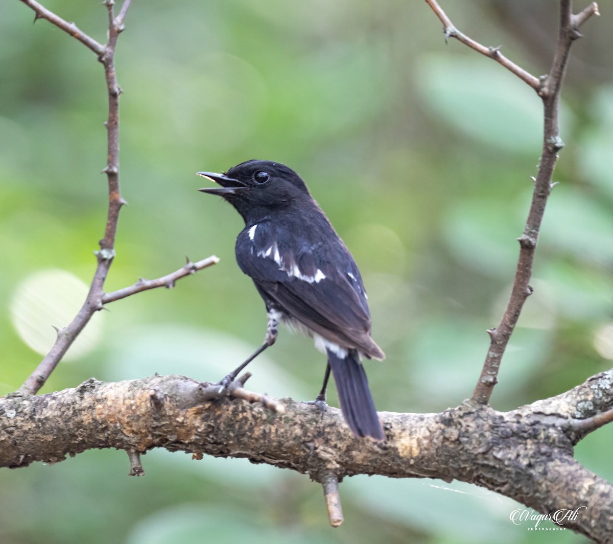 クロノビタキ - ML384048081