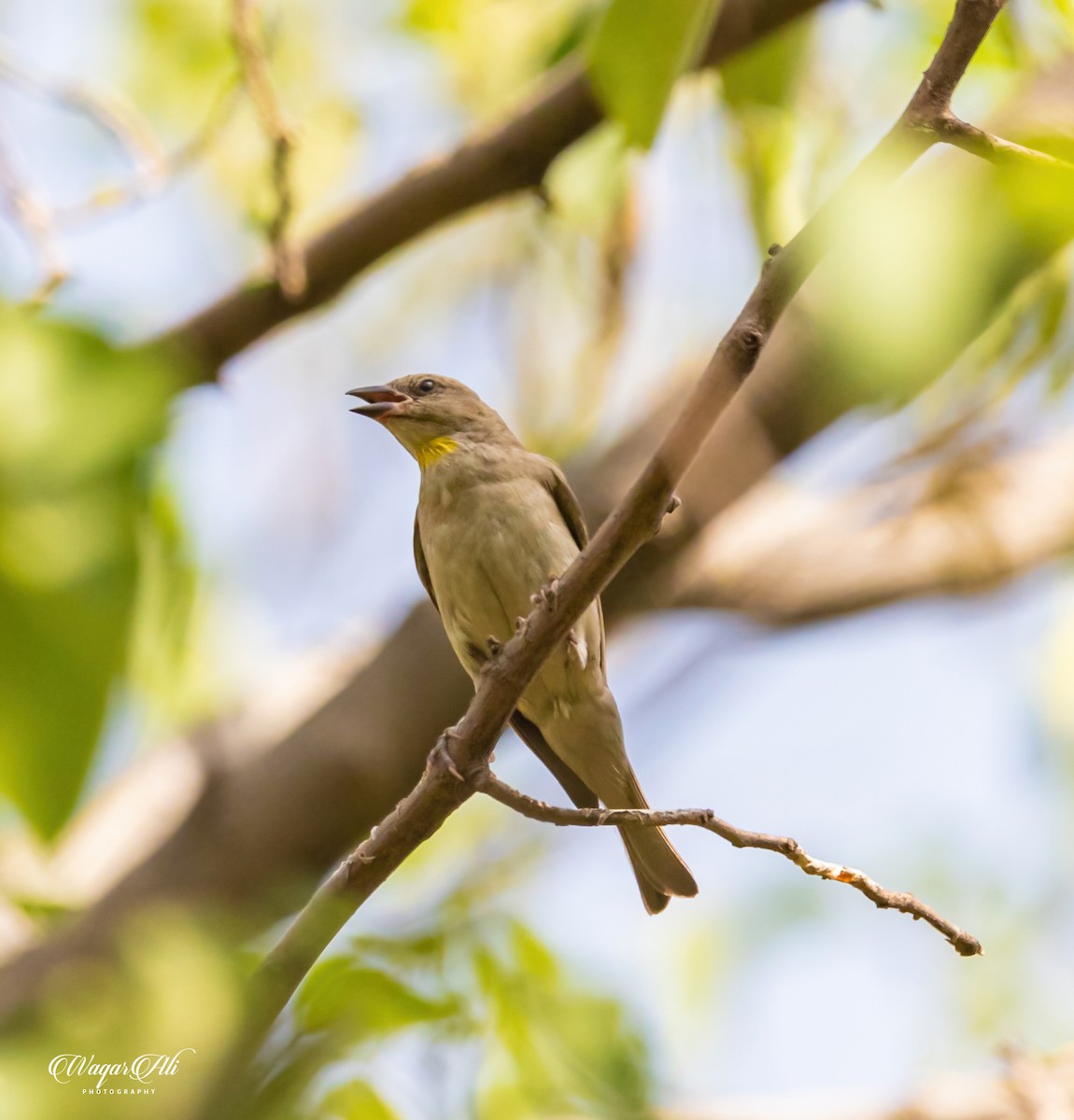 コイワスズメ - ML384048151