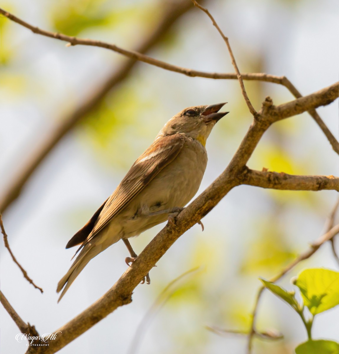コイワスズメ - ML384048171