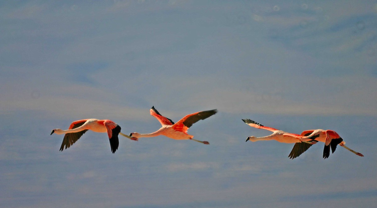 Chilean Flamingo - Ricardo Santamaria