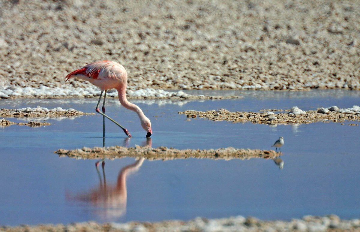 Chilean Flamingo - Ricardo Santamaria