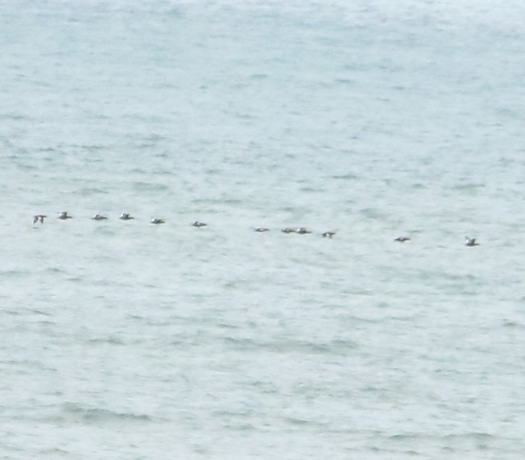 White-winged Scoter - ML384050221