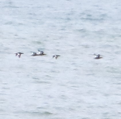 White-winged Scoter - Phil Mills